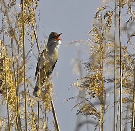 cannareccione